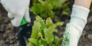 cropped-1-horta-organica-e1642477057229.webp